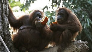 Orangutangai kramsnoja Helovino moliūgus.