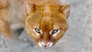 Jaguarundis Frankas