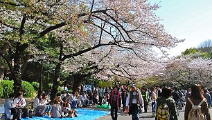 Japonai Tokijaus Ueno parke grožisi sakuromis.