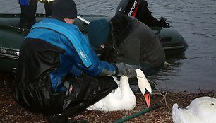 Spėjama, kad Kulautuvos tvenkinyje gulbino lavoną į valą įsipainiojusi patelė paskui save tampė porą dienų. 