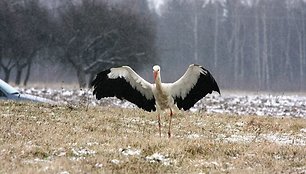  Pirmieji gandrai į Lietuvą sugrįžo kovo pirmąją pusę, tačiau masinis jų grįžimas paprastai fiksuojamas balandžio viduryje.