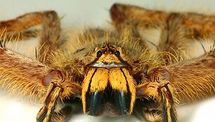 Heteropoda davidbowie