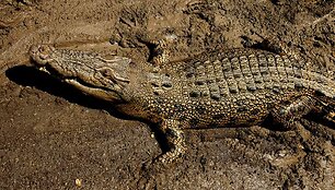 Krokodilas