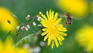 Vasarą ypač suaktyvėja tie vabzdžiai, kurie gelia – bitės, širšės ir vapsvos. 