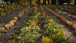 &Scaron;akių veiklių moterų klubas kasmetinei &Scaron;akių rajono derliaus &scaron;ventei nupynė rekordinio ilgio pynę i&scaron; įvairių rudens gėrybių. 
