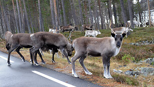 Rudeni&scaron;ki vaizdai i&scaron; Norvegijos 