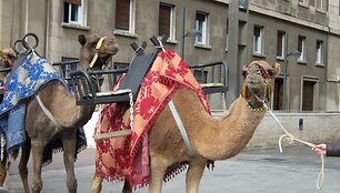 Tikri kupranugariai &ndash; džiaugsmas vaikų akims, Saragosa (Ispanija)