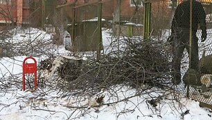 Nukirstas ievos medis Antakalnyje pakurstė kaimynų nesantaiką. 