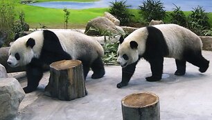 Patino Tuan Tuanas ir patelės Yuan Yuan perdavimas laikomas per pastaruosius mėnesius labai pagerėjusių Kinijos ir Taivano santykių simboliu.