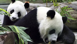 &Scaron;ias žavias pandas jau aplankė maždaug 500 vaikų.