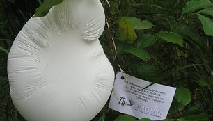 Balionėlis i&scaron; Normandijos