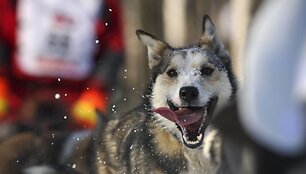 Dar vienas i&scaron; &scaron;unų kinkinių lenktynių &bdquo;Iditarod&ldquo;, vykstančių Aliaskoje, dalyvis. 
