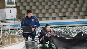 Pirmieji iššifruoti delfinų garsai, dar kartą įrodė, jog šie gyvūnai – aukšto intelekto ir motyvuoti. Jų „kalbą“ sudaro trumpi, daugiausiai dviejų žodžių sakiniai: „Noriu žuvies“, „Noriu miego“, „Nenoriu žaisti“ ir pan.