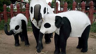 Tailando zoologijos sodo darbuotojai nekenksmingais dažais nudažė dramblius kaip pandas.