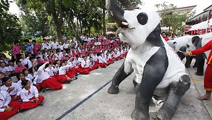 Tailando zoologijos sodo darbuotojai nekenksmingais dažais nudažė dramblius kaip pandas.