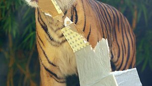 Sidnėjaus zoologijos sodo gyventojai i&scaron;pakuoja dovanas.