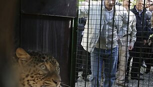 Rusijos premjeras Putinas asmeni&scaron;kai pasitiko Irano padovanotą leopardą.