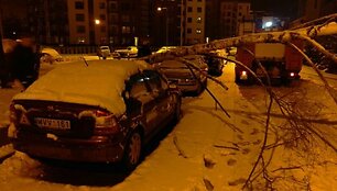 Ant automobilio užvirtęs medis