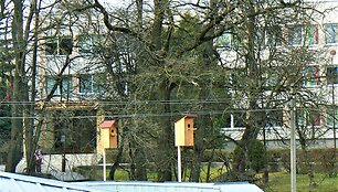Bundanti gamta praskaidrina nuotaiką. 
