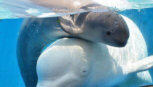 Birželio 28 gimęs baltasis delfinas žaidžia su mama Parara. Mažylis gimė netoli Tokijo esančiame &bdquo;Yokohama Hakkeijima Sea Paradise&ldquo; akvariume.