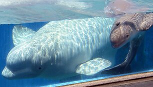 Birželio 28 gimęs baltasis delfinas žaidžia su mama Parara. Mažylis gimė netoli Tokijo esančiame &bdquo;Yokohama Hakkeijima Sea Paradise&ldquo; akvariume.