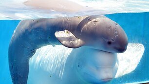 Birželio 28 gimęs baltasis delfinas žaidžia su mama Parara. Mažylis gimė netoli Tokijo esančiame &bdquo;Yokohama Hakkeijima Sea Paradise&ldquo; akvariume.