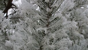 &Scaron;alčio ra&scaron;tai gruodžio mėnesį