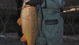 Jurio karpis, sugautas Piarnu, svėrė 15 kg