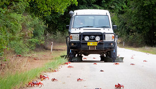 Krabus saugantis „Toyota Land Cruiser“