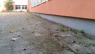 Klaipėdoje masi&scaron;kai žūsta pauk&scaron;čiai.