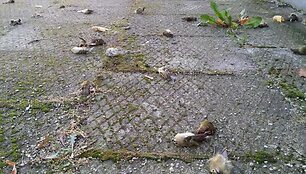 Klaipėdoje masi&scaron;kai žūsta pauk&scaron;čiai.