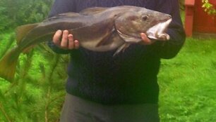 Žūklės laimikis. Norvegijoje sume&scaron;keriota Remigijaus 4,7 kg menkė