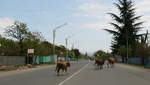 Karvės Gruzijos keliuose