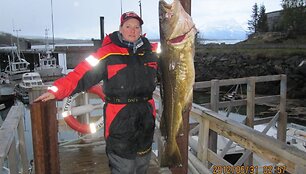Arūno Petručio ir jo draugų laimikiai i&scaron; Norvegijos (15-19 kg menkės).