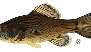 Piratinis e&scaron;erys (Aphredoderus Sayanus)