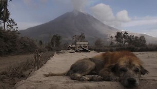 Sinabungo ugnikalnio i&scaron;siveržimas Indonezijoje 2014 m. vasario 01 d. 