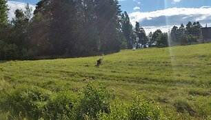 Sužeistas gandras Kupi&scaron;kio rajone, &Scaron;imonių seniūnijoje prie Gaigalių kaimo