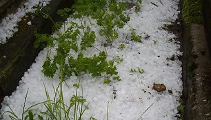 Vasaros kruša Dubingiuose