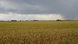 Tornadas prie Marijampolės