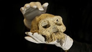 Hominidų fosilijos mokslininkams suteikia daug svarbios informacijos apie žmonių protėvius