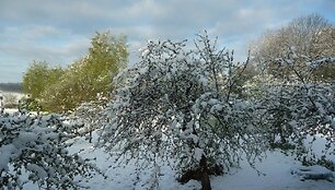 Gegužės 11 d. rytas Perlojoje 