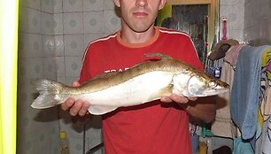 Žūklės laimikis. Aido starkis