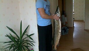 11,9 kg Donato sugauta lydeka