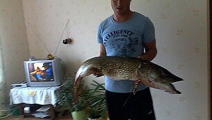 11,9 kg Donato sugauta lydeka