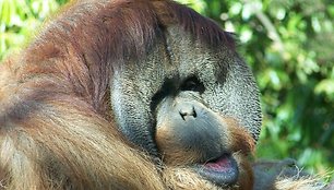 Orangutanas