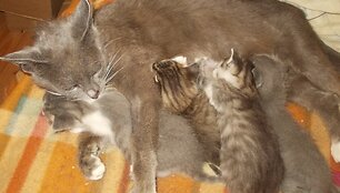 Kuosa su &bdquo;kuosiukais&ldquo;