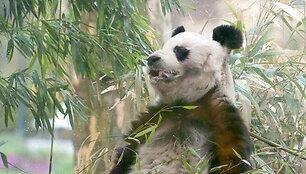 Bao Bao