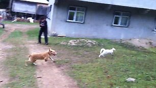 Walteris ir Santi. Gaudynės prasideda.
