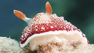 Chromodoris reticulata