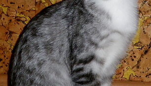 Lū&scaron;iukas